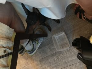 Leifs hund med på stadsvandring i Nice Maria Unde Westerberg