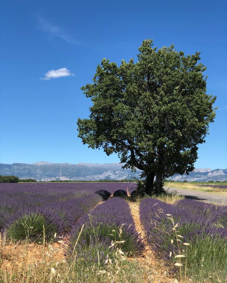 Lavendelfält nära Gorges de Verdon foto Maria Unde Westerberg